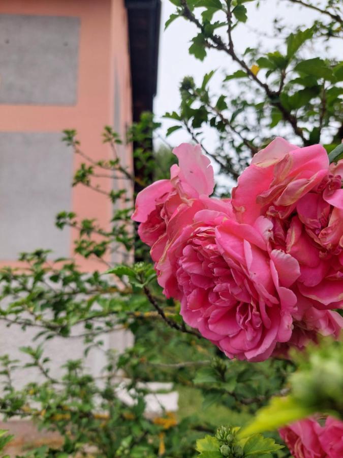 R24, Rose House 호텔 류블랴나 외부 사진